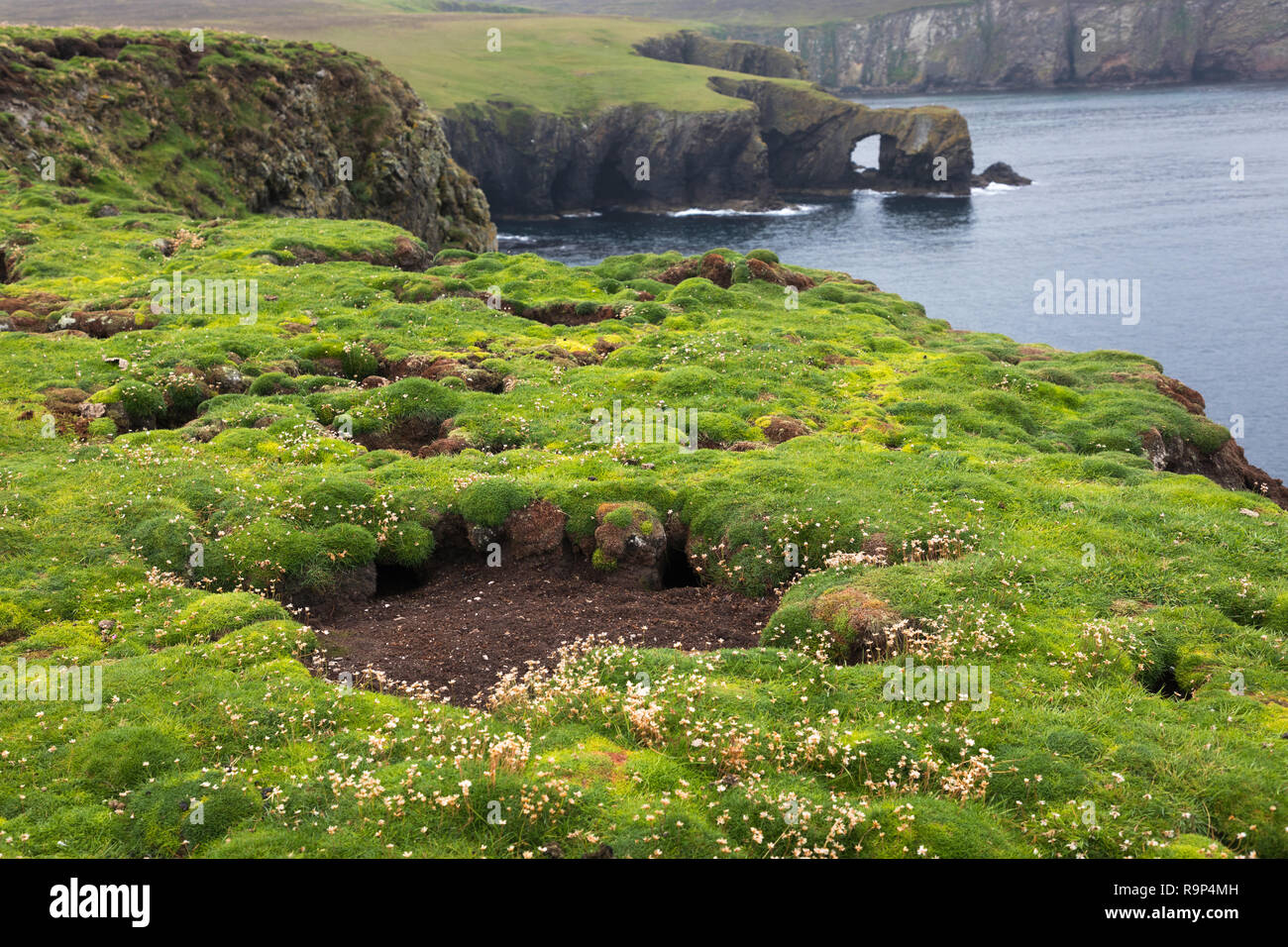 Leere schachteln Löcher von papageientaucher auf Fair Isle, Shetland Stockfoto