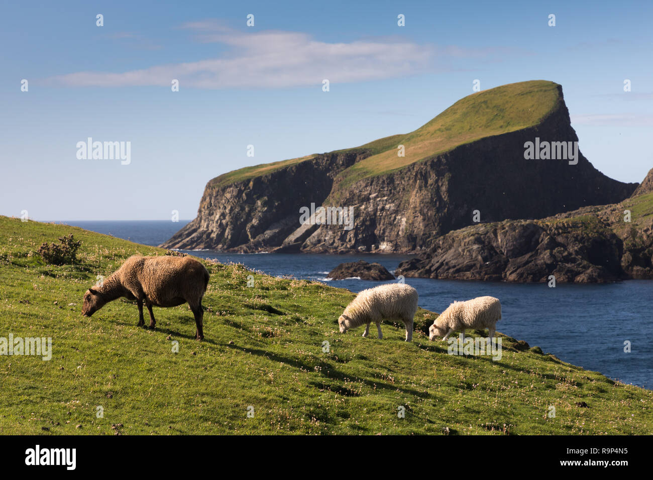 Schafe Rock auf Fair Isle, Shetland Stockfoto