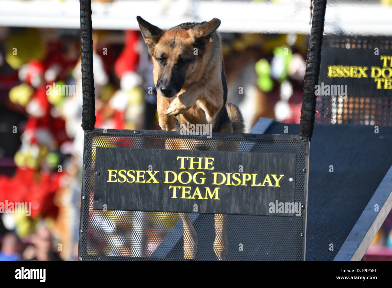 Das Essex Hund Display Team in Eastbourne Airbourne Air Show, East Sussex, England, Großbritannien Stockfoto