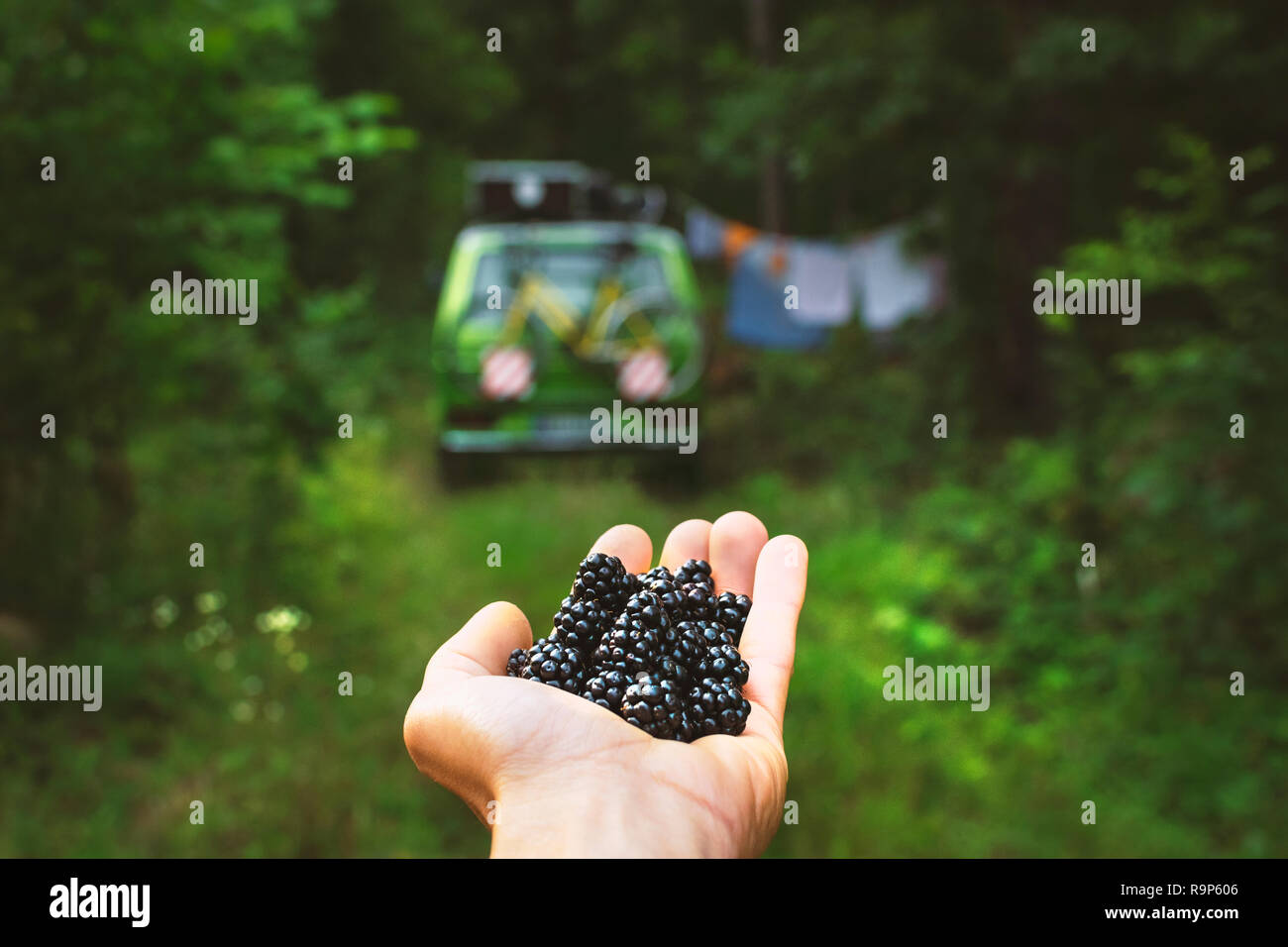 Hand voll Brombeeren vor Old Timer Camper van mitten im Wald mit dem Fahrrad befestigt und Wäsche trocknen auf eine Zeichenfolge Stockfoto
