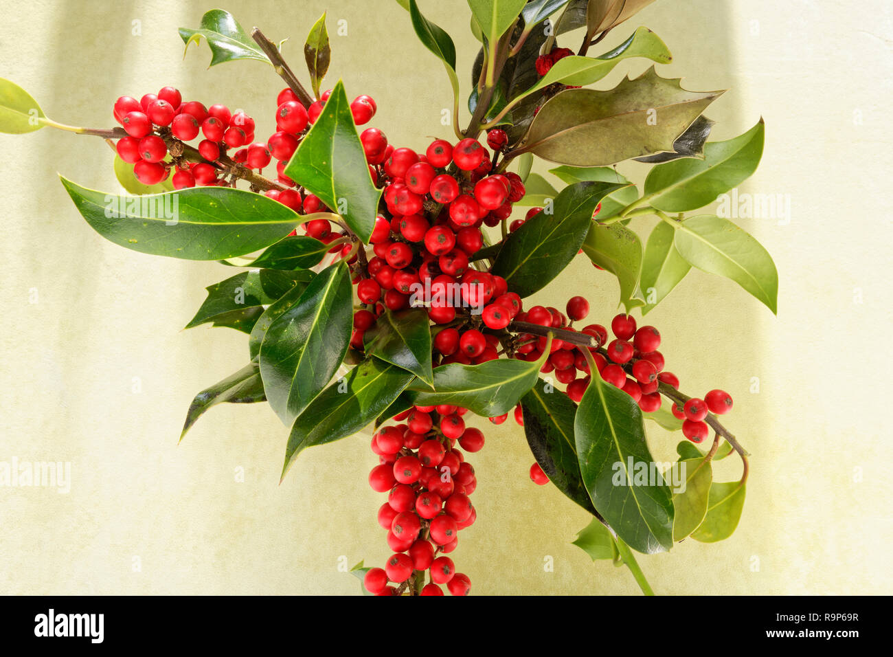 Red Stechpalme Beeren und Spikey holly Blätter in eine Vase, eine Weihnachtsdekoration. Stockfoto