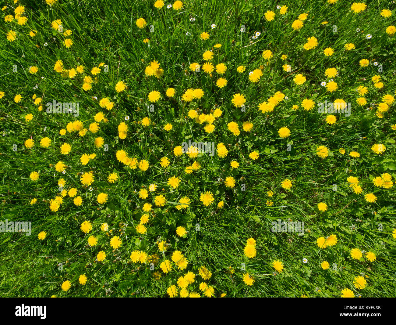 Wiese voll mit gelben Blüten von Löwenzahn (Taraxacum officinale) Pflanzen in voller Blüte im Frühjahr. Ansicht von oben Stockfoto