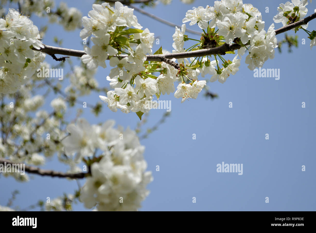 Frühling Hintergrund mit blühenden Zweigen von Cherry Stockfoto