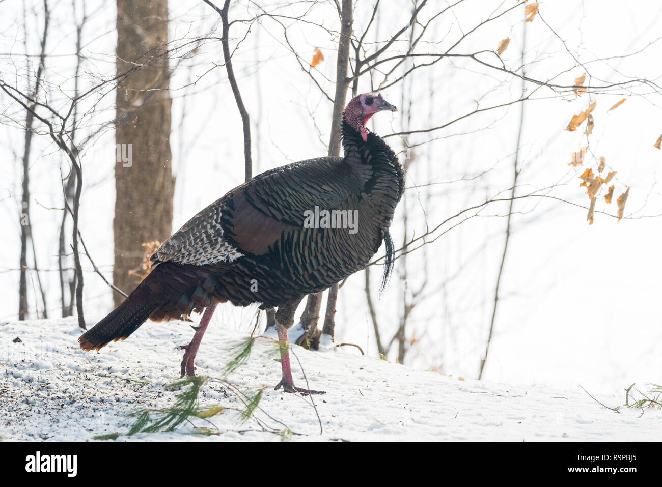 Östlichen wilder Truthahn (Meleagris gallopavo silvestris) Henne in einem Winter woodland Hof. Stockfoto
