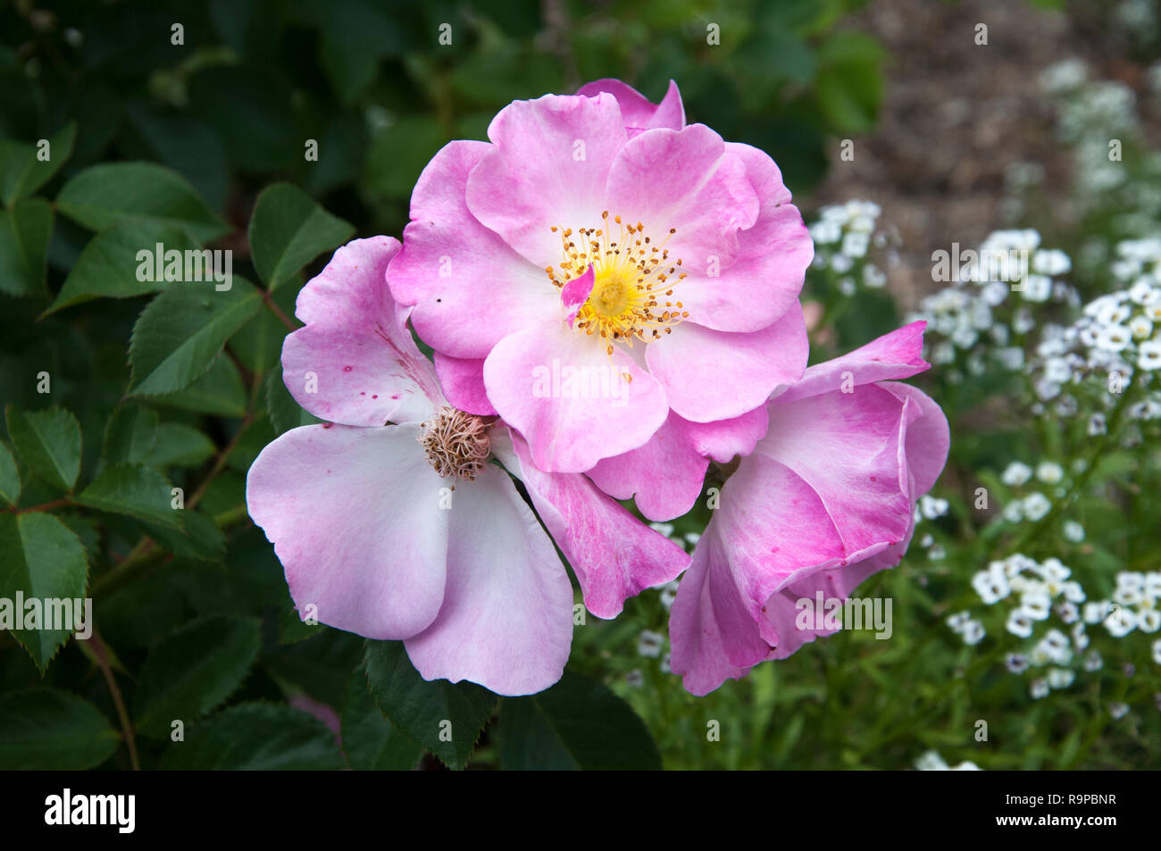 'Lavender Dream' single Rose, Melbourne, Australien Stockfoto