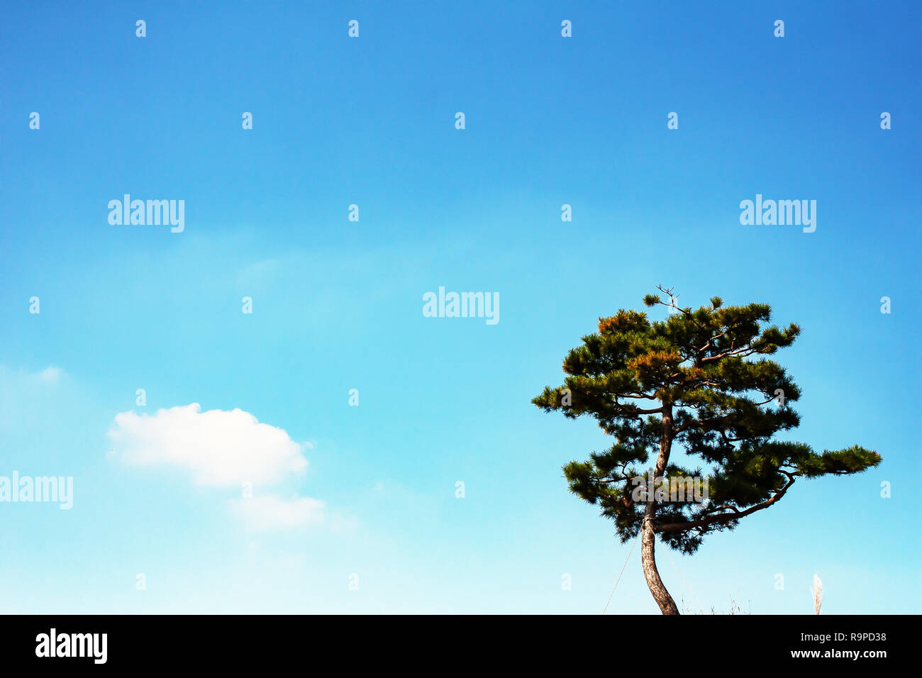 Eine orientalische Pine Tree unter dem Himmel Stockfoto