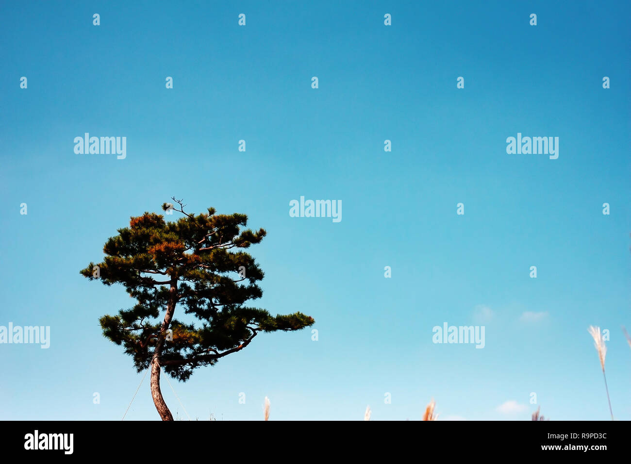 Eine orientalische Pine Tree unter dem Himmel Stockfoto