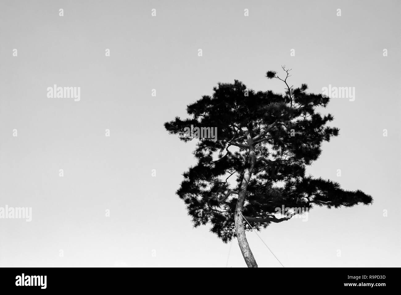 Eine orientalische Pine Tree unter dem Himmel Stockfoto