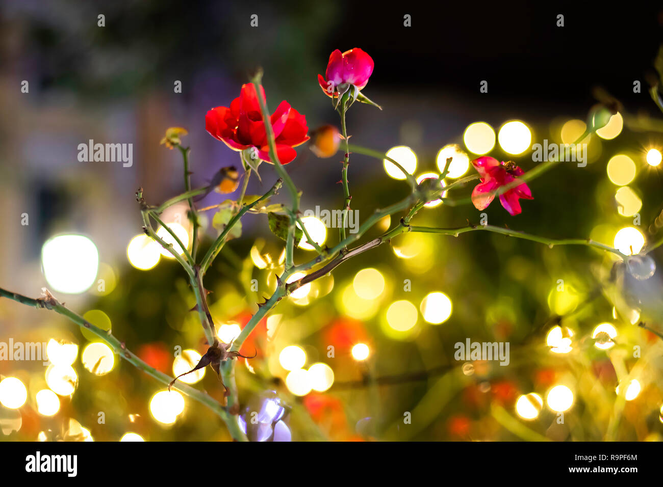 Nahaufnahme von roten wilden Rosen im Stadtpark mit bokeh Lichter im Hintergrund. Festliche, Silvester, Weihnachten Konzept. Stockfoto