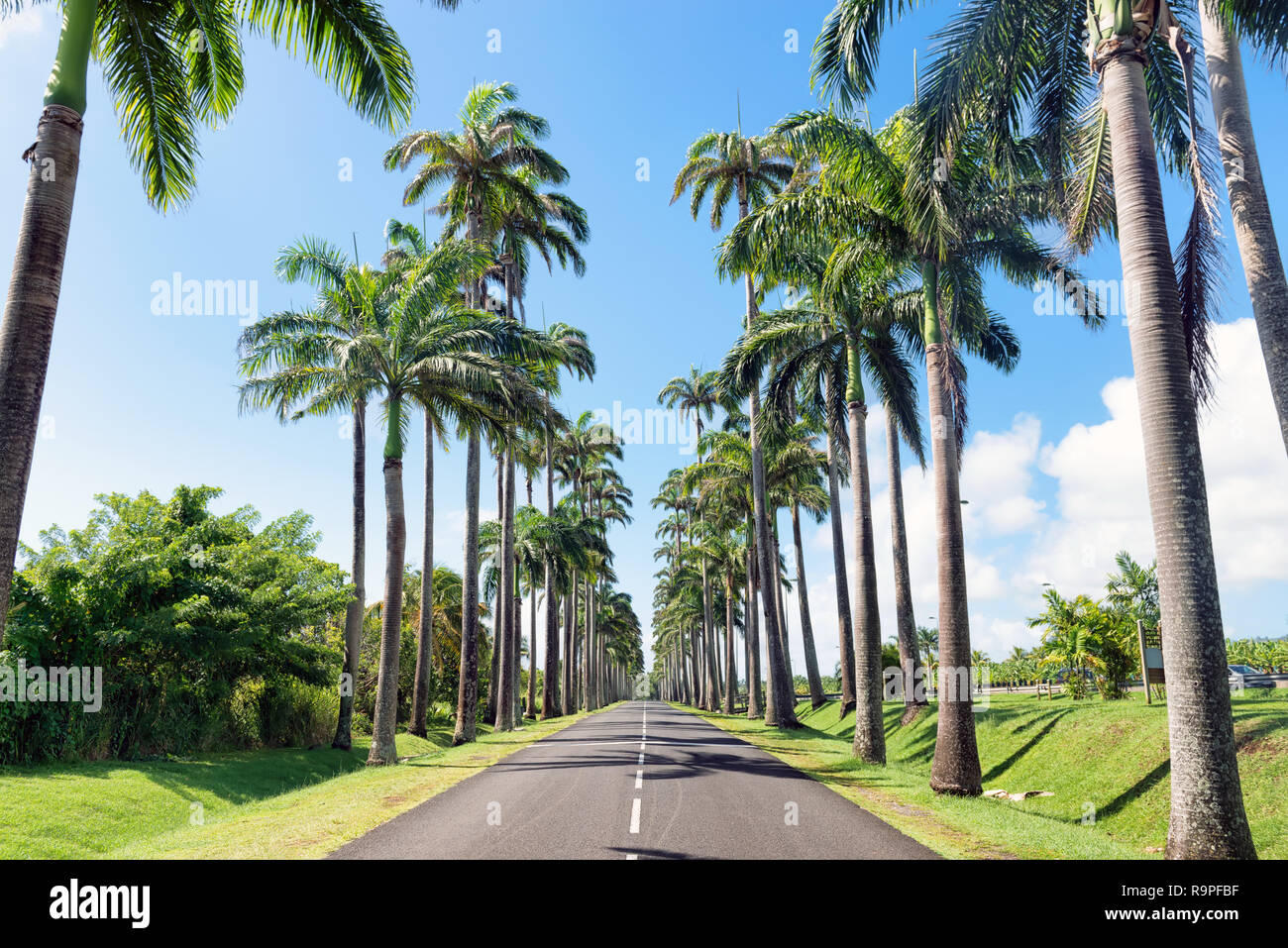 Capesterre Belle eau, Guadeloupe, Französisch Westindien, berühmten Royal Palm (roystonea Regia) gesäumten Straße namens Dumanoir Gasse. Stockfoto