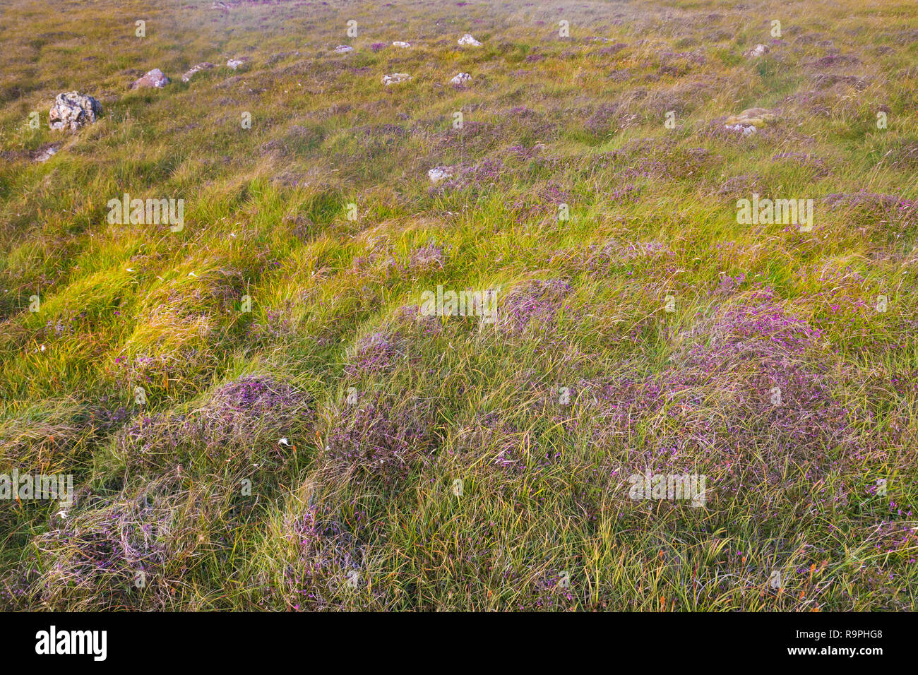Hjaltadans, Fidler Crus auf Fetlar, Shetland Inseln Stockfoto