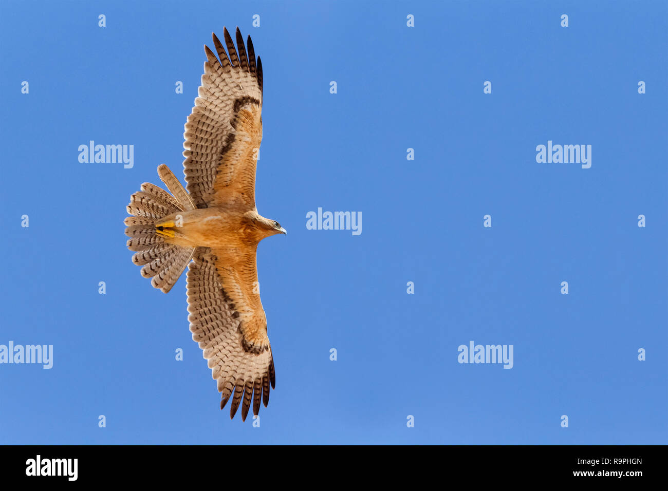 Bonelli's Eagle (Aquila fasciata), juvenile im Flug underparts angezeigt Stockfoto