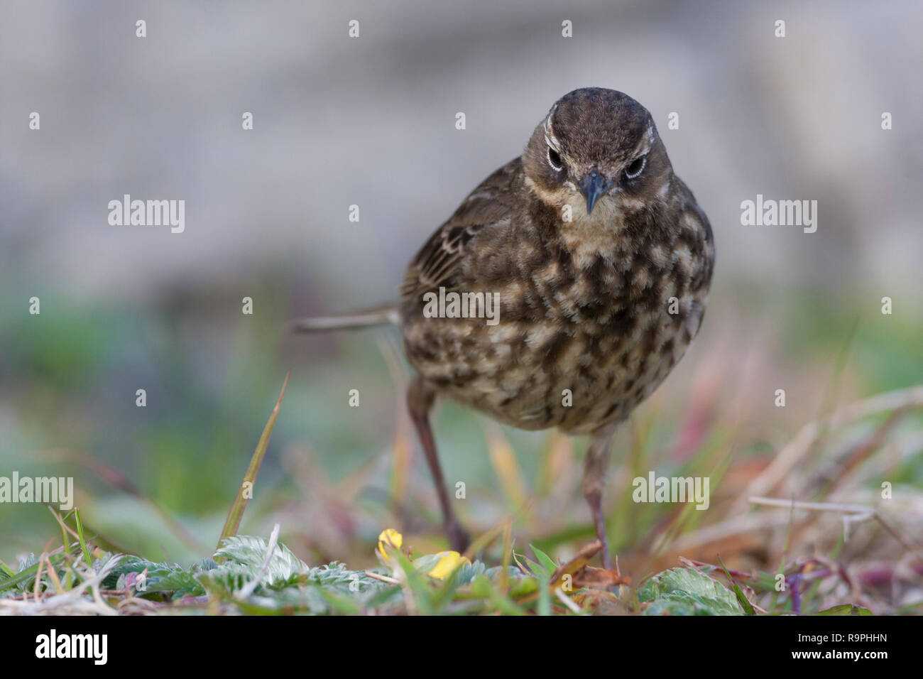 Rock Pieper (Anthus petrosus), Erwachsene zu Fuß auf dem Boden Stockfoto