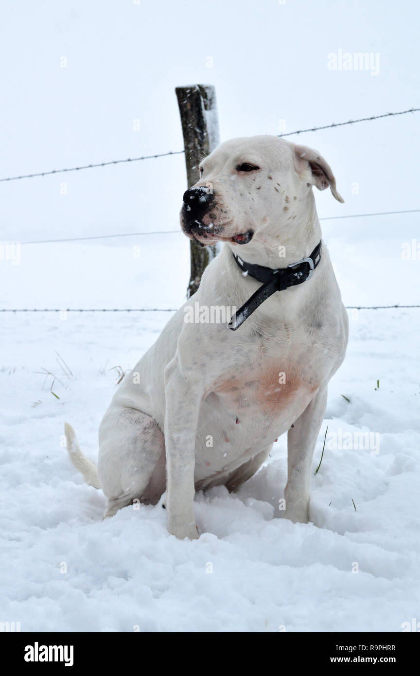 Eine Dogge Hunderasse Dogo Argentino, unter dem Schnee im Winter. Stockfoto