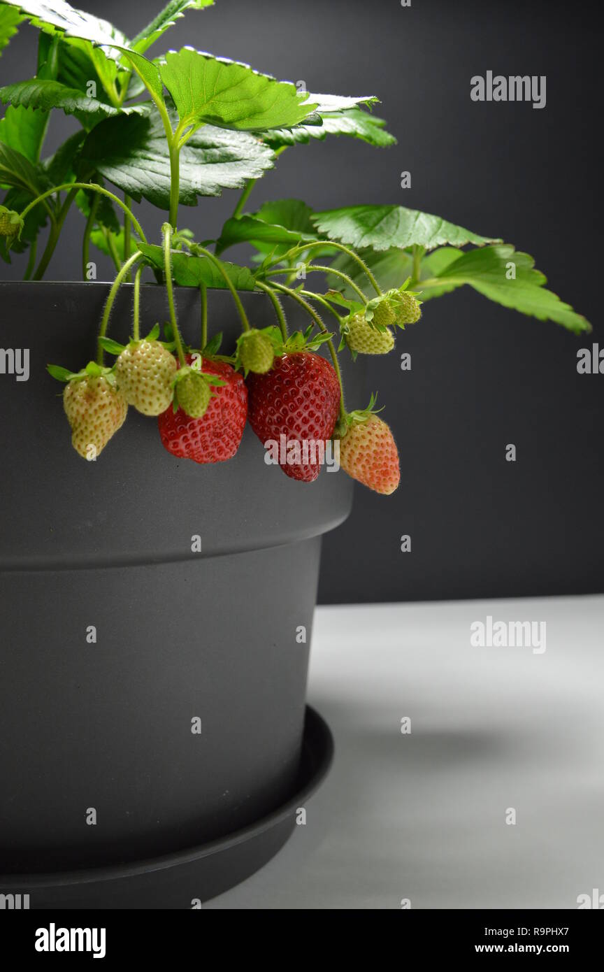 Erdbeeren Pflanzen unter einer Lampe (künstliches Licht) in im Garten oder Indoor. Mit Erdbeeren. Garten Erdbeere. Stockfoto