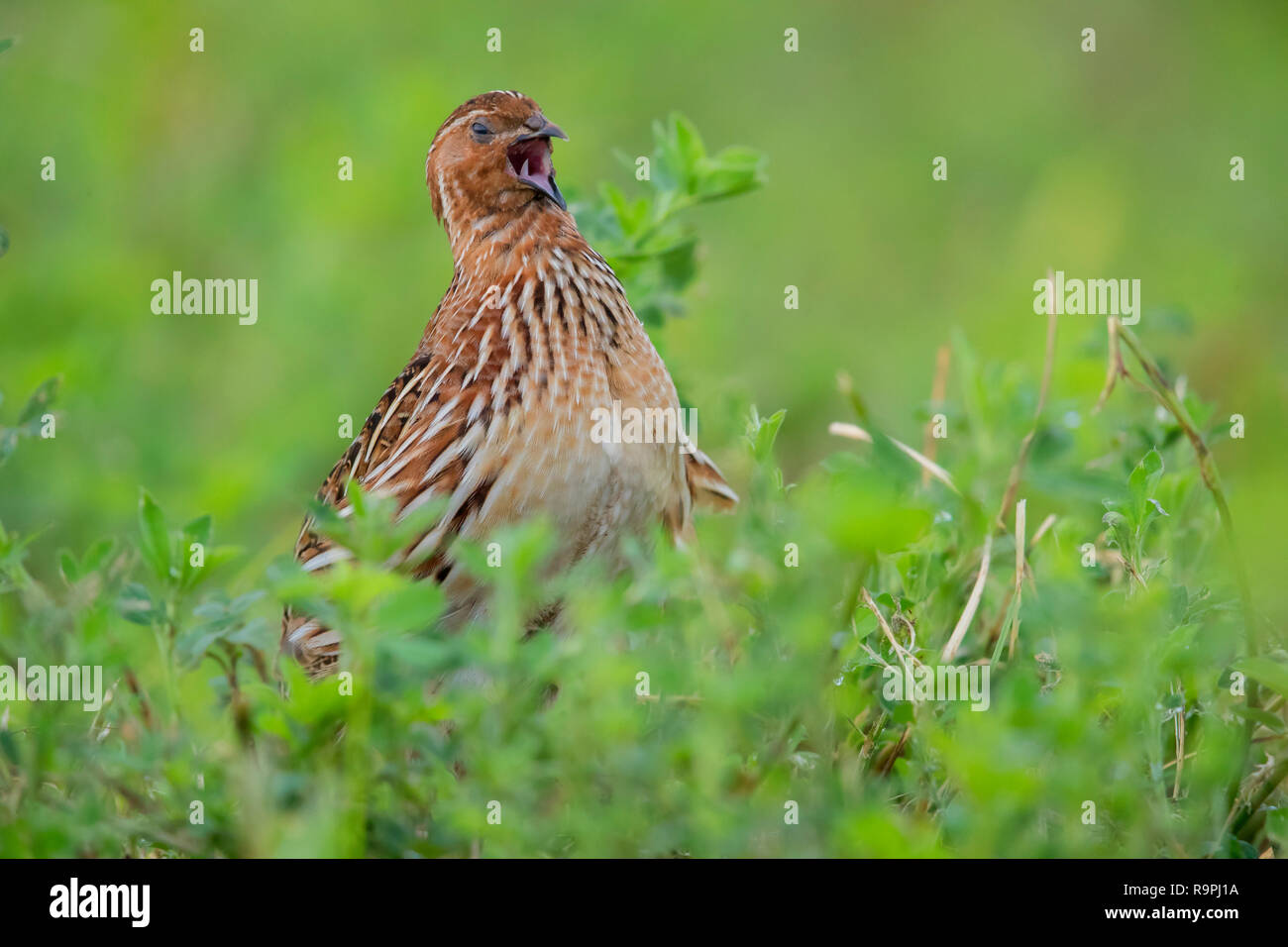 Gemeinsame Wachtel (Coturnix coturnix), männlicher Gesang in einer Luzerne Feld Stockfoto