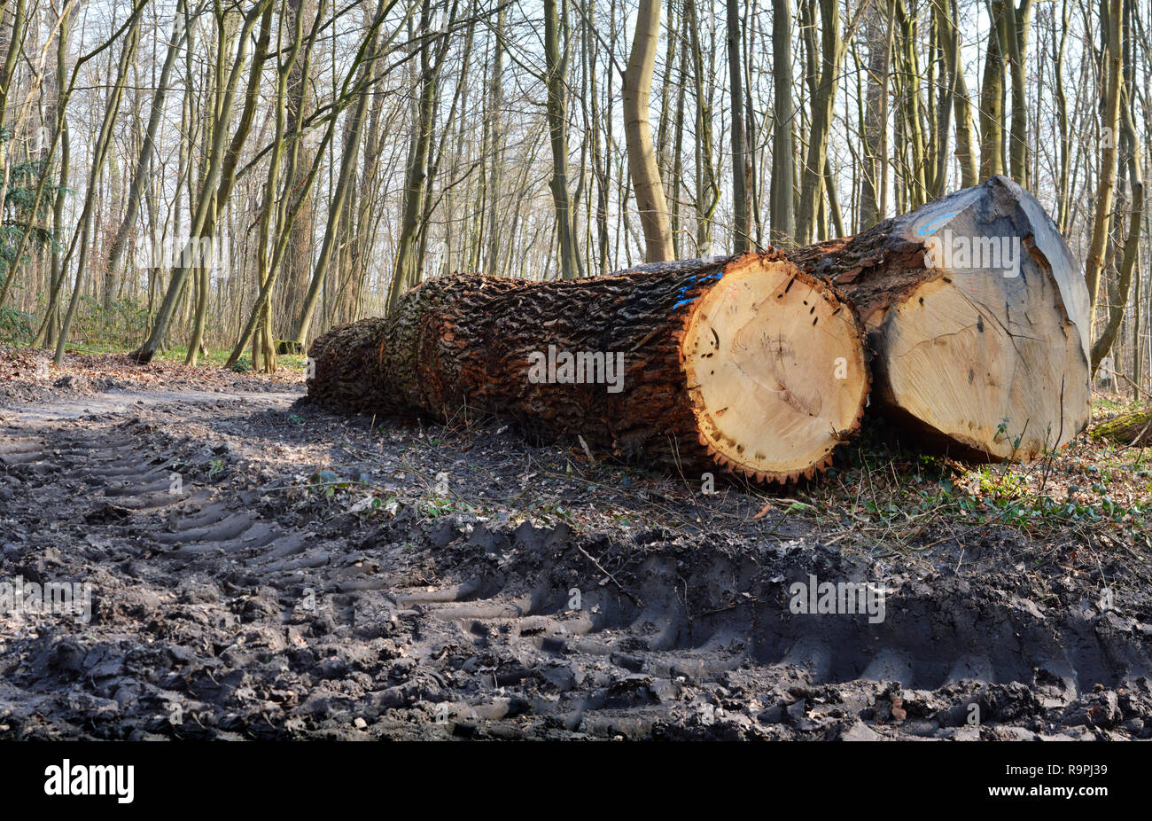 Die Entwaldung in einem Wald Holz zu bekommen. Ökologische Katastrophe Stockfoto