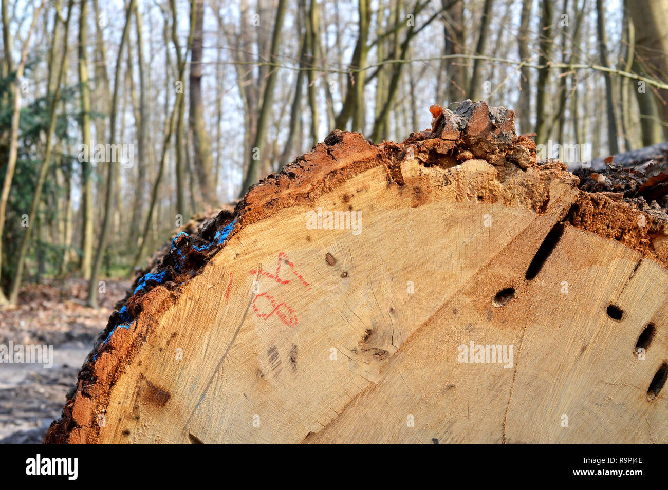 Die Entwaldung in einem Wald Holz zu bekommen. Ökologische Katastrophe Stockfoto