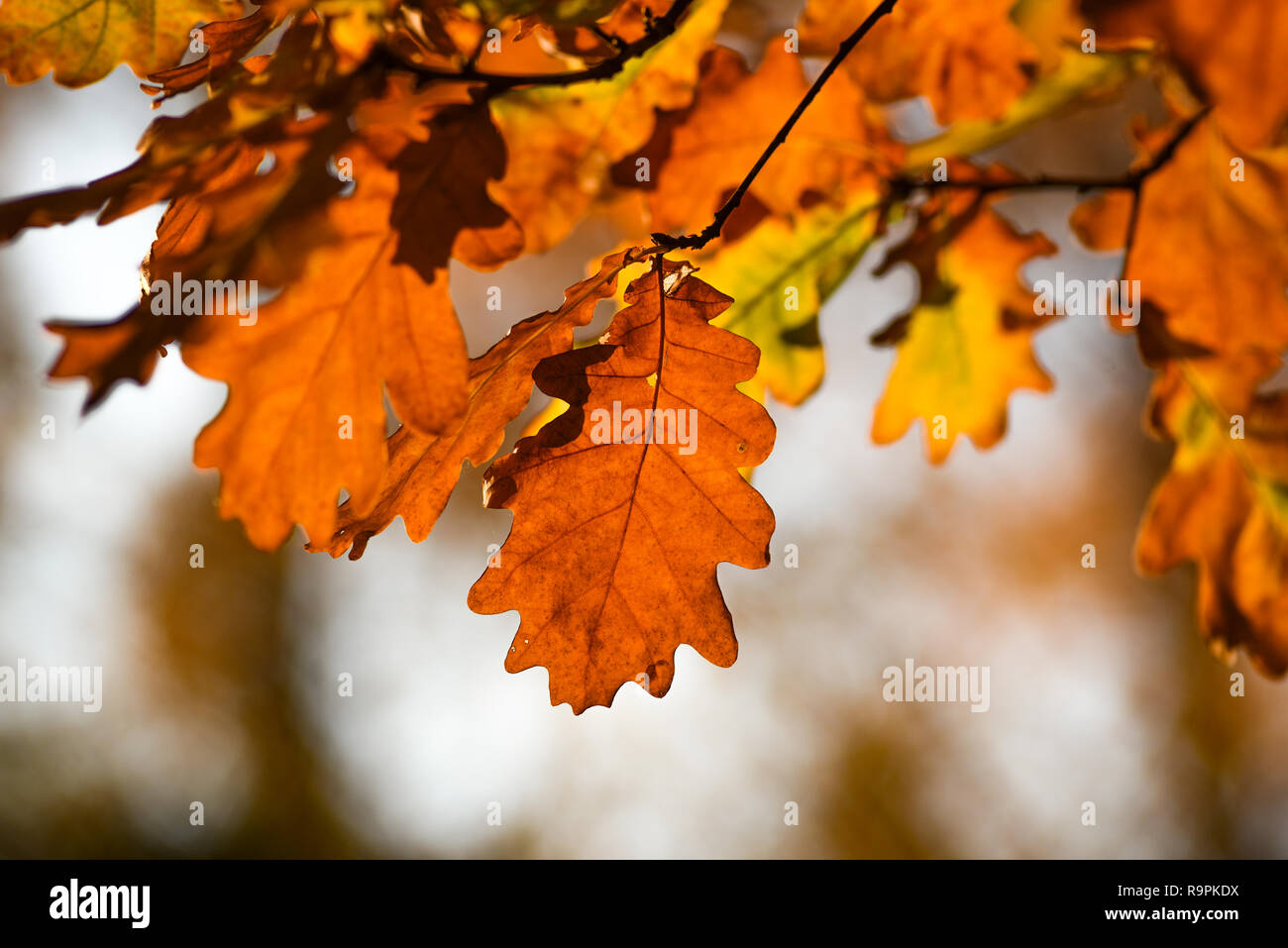 Herbstliche rote Eiche Blätter. Herbstliche rote Eiche Blätter. Stockfoto
