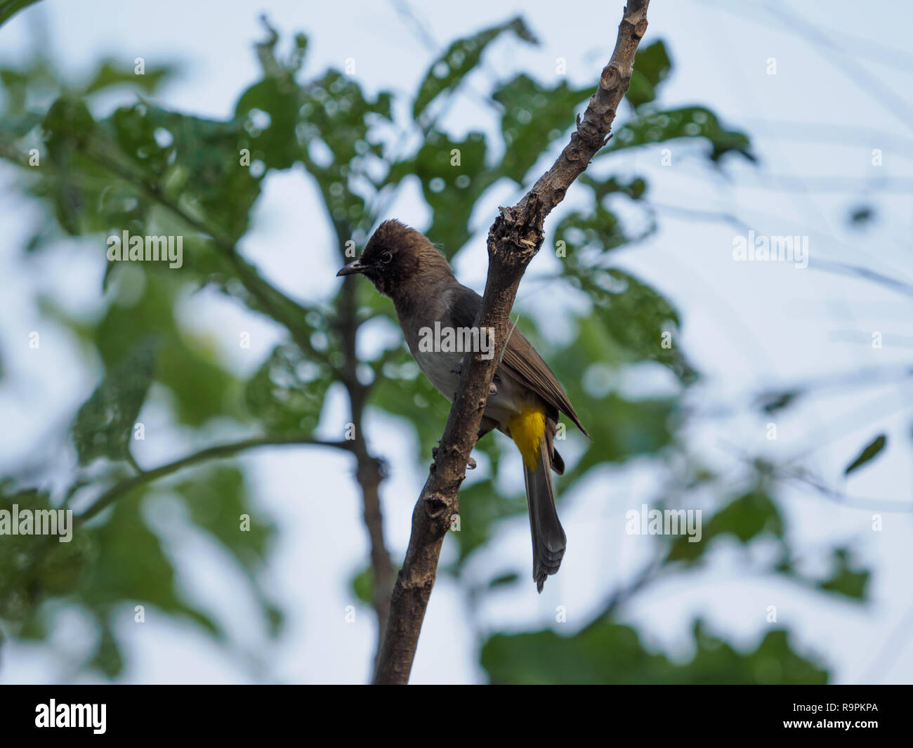 Vogel auf Ast Stockfoto