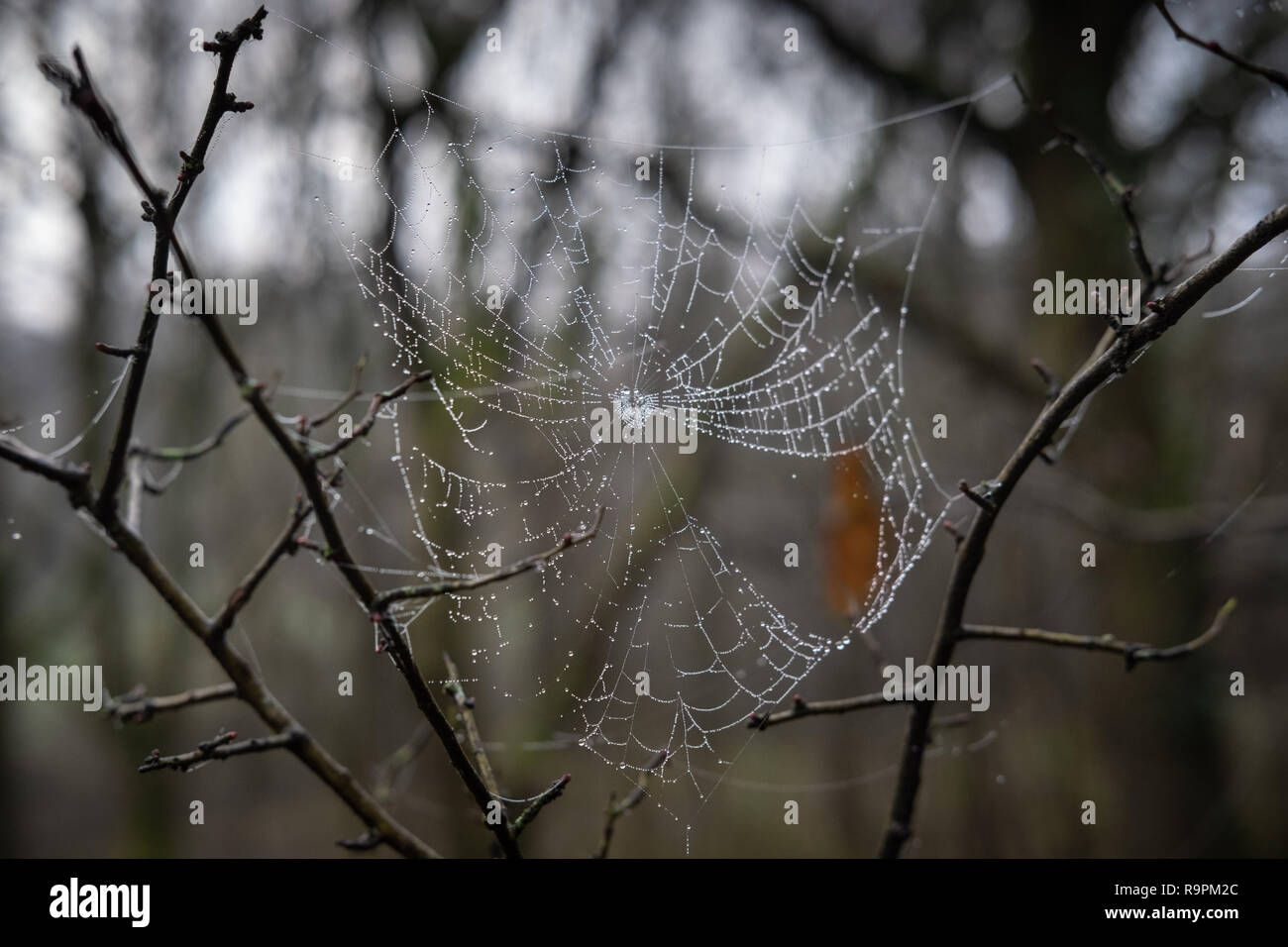 Spinnennetz mit Tau in den Wäldern Stockfoto