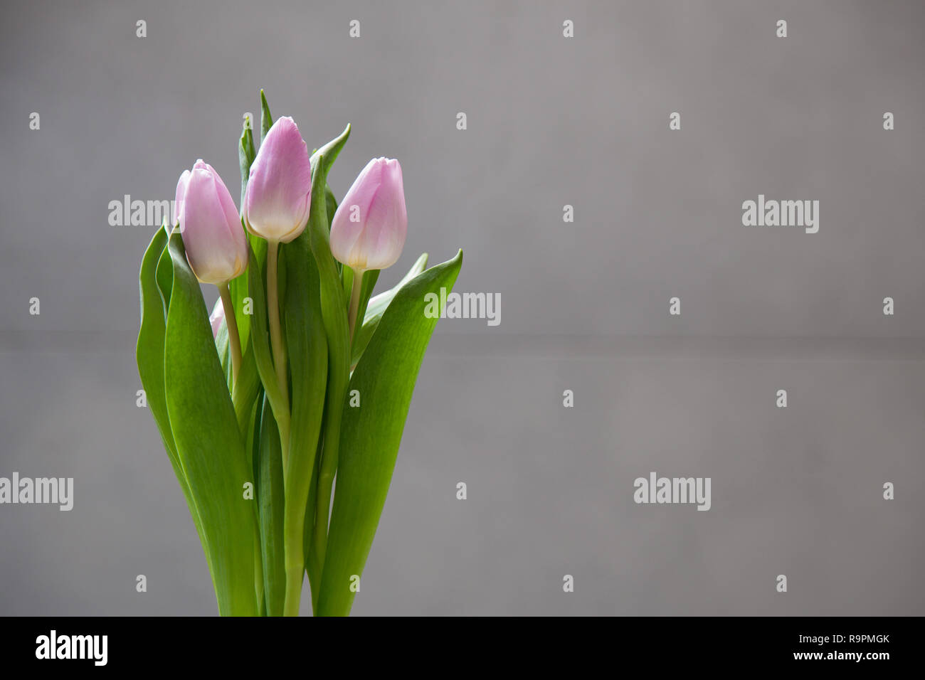 Paar Tulpen Blumen auf dunklen chalcboard Oberfläche. Strauß auf eine Unschärfe abstrakt Hintergrund mit kopieren. Stockfoto