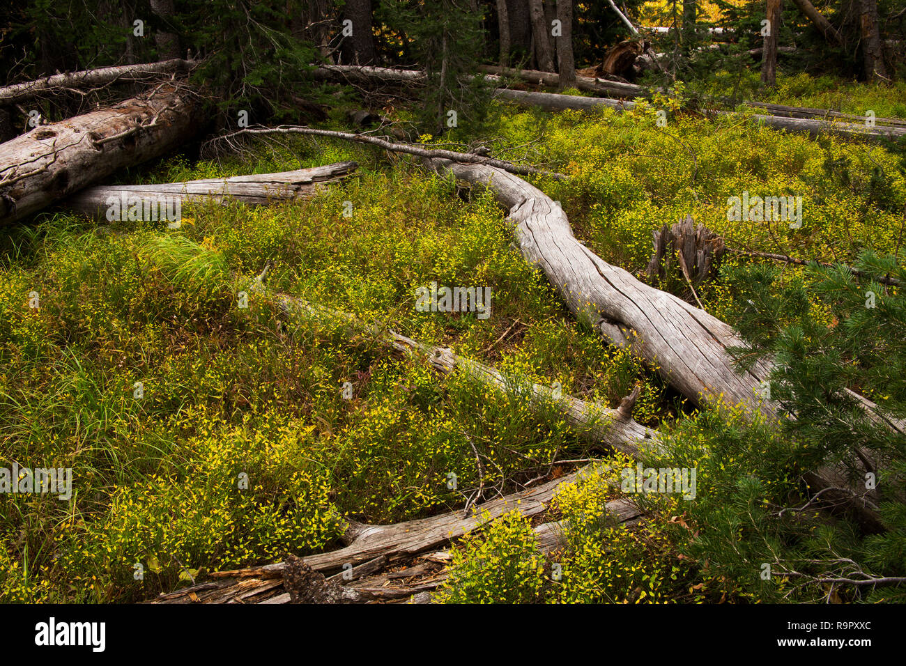 Yellowstone National Park Waldboden im Herbst Farben Stockfoto