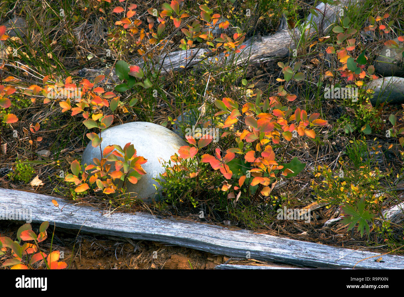 Yellowstone National Park Waldboden im Herbst Farben Stockfoto