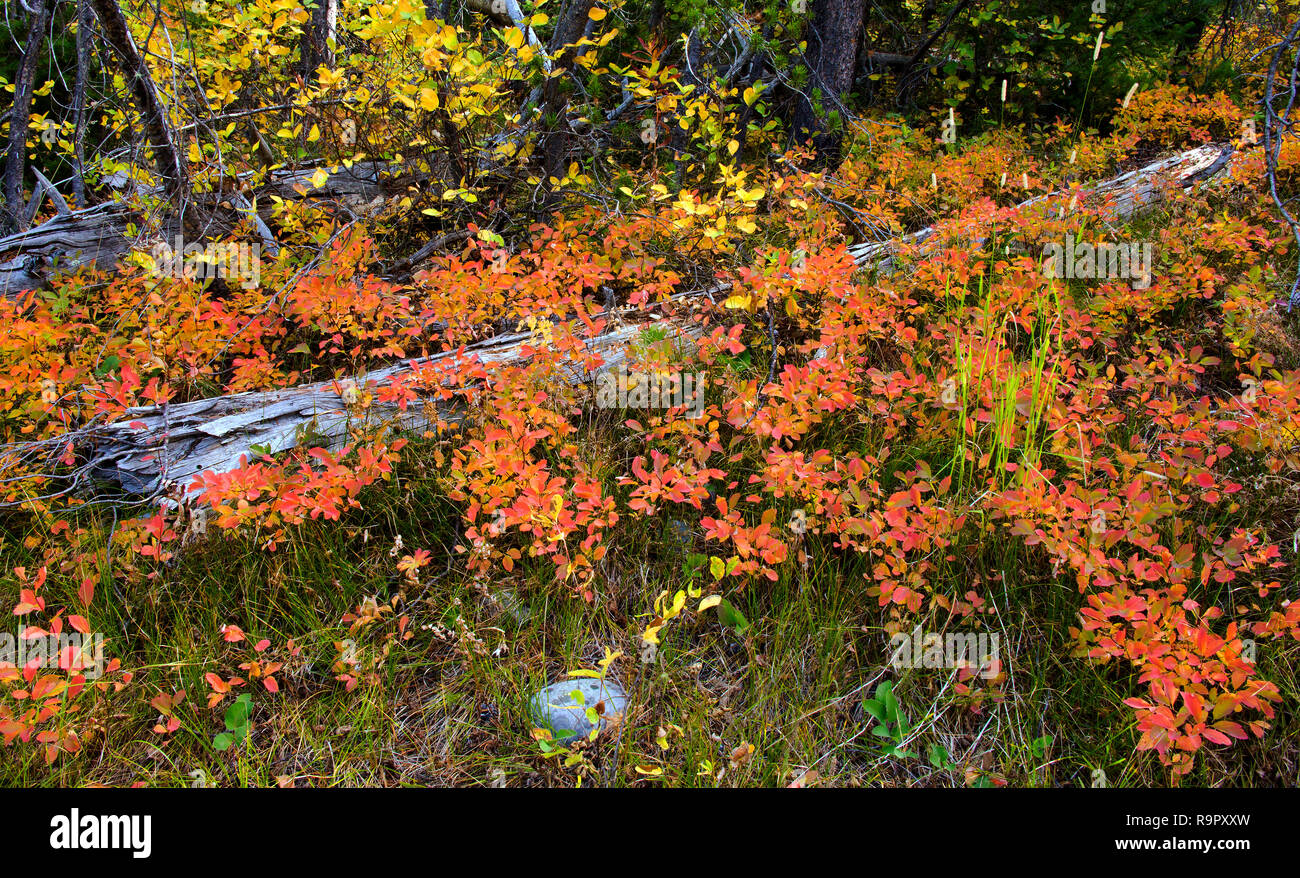 Yellowstone National Park Waldboden im Herbst Farben Stockfoto