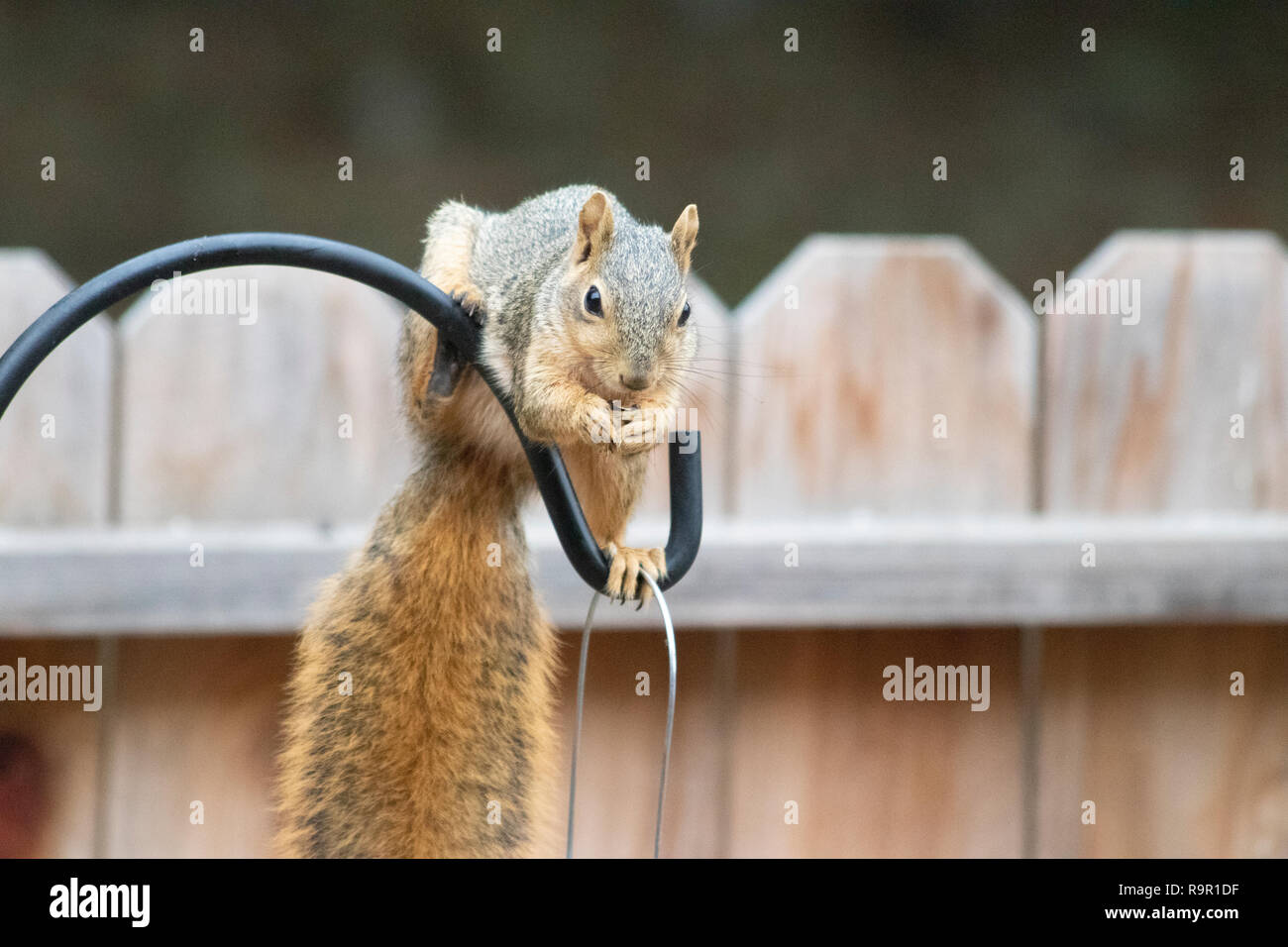 Mich einfach Watch: ein Eichhörnchen am birdfeeder Stockfoto