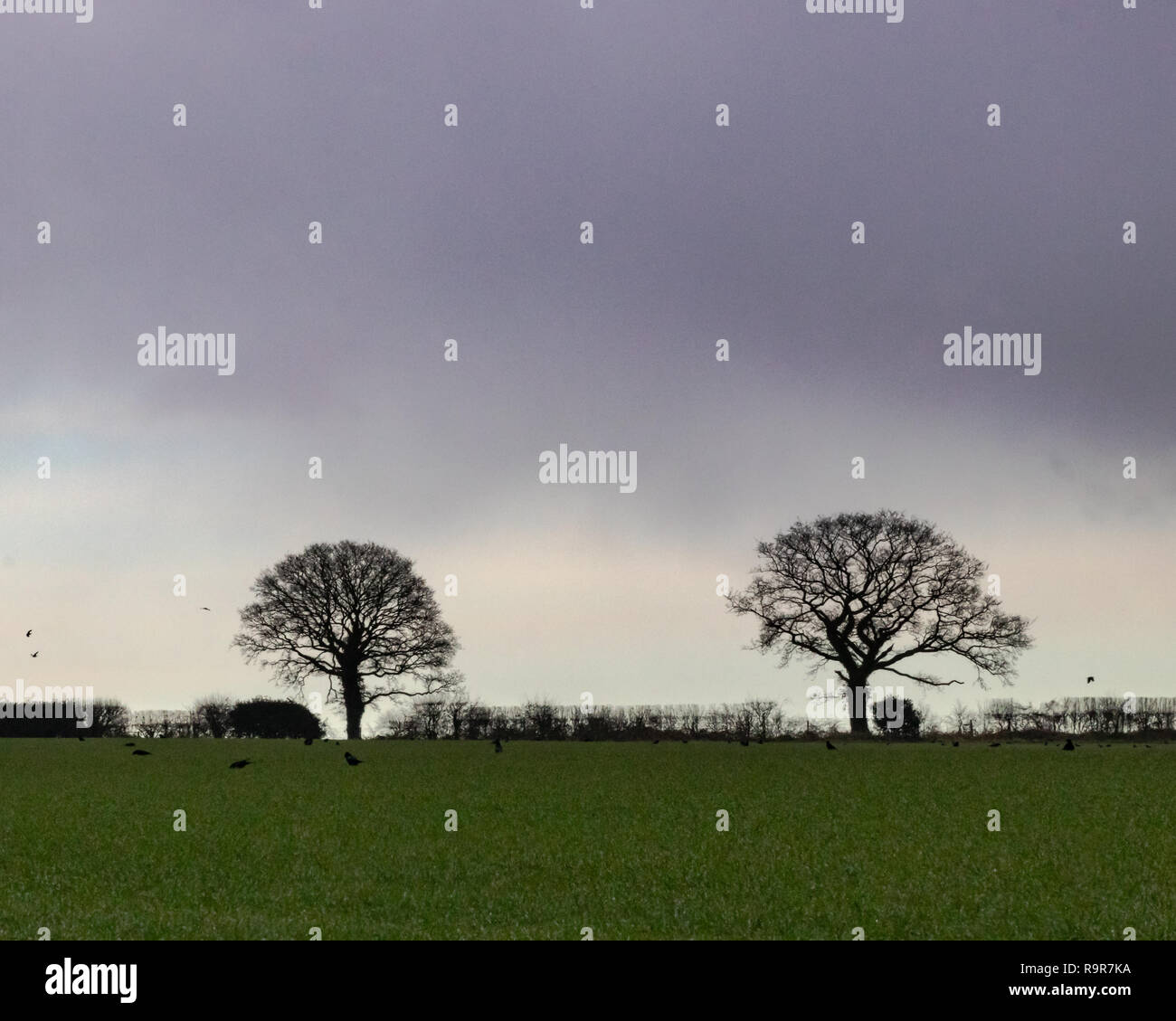 Zwei Bäume am Ende ein grünes Feld mit Krähen Fütterung auf Neu gepflanzte Samen gefüllt Stockfoto