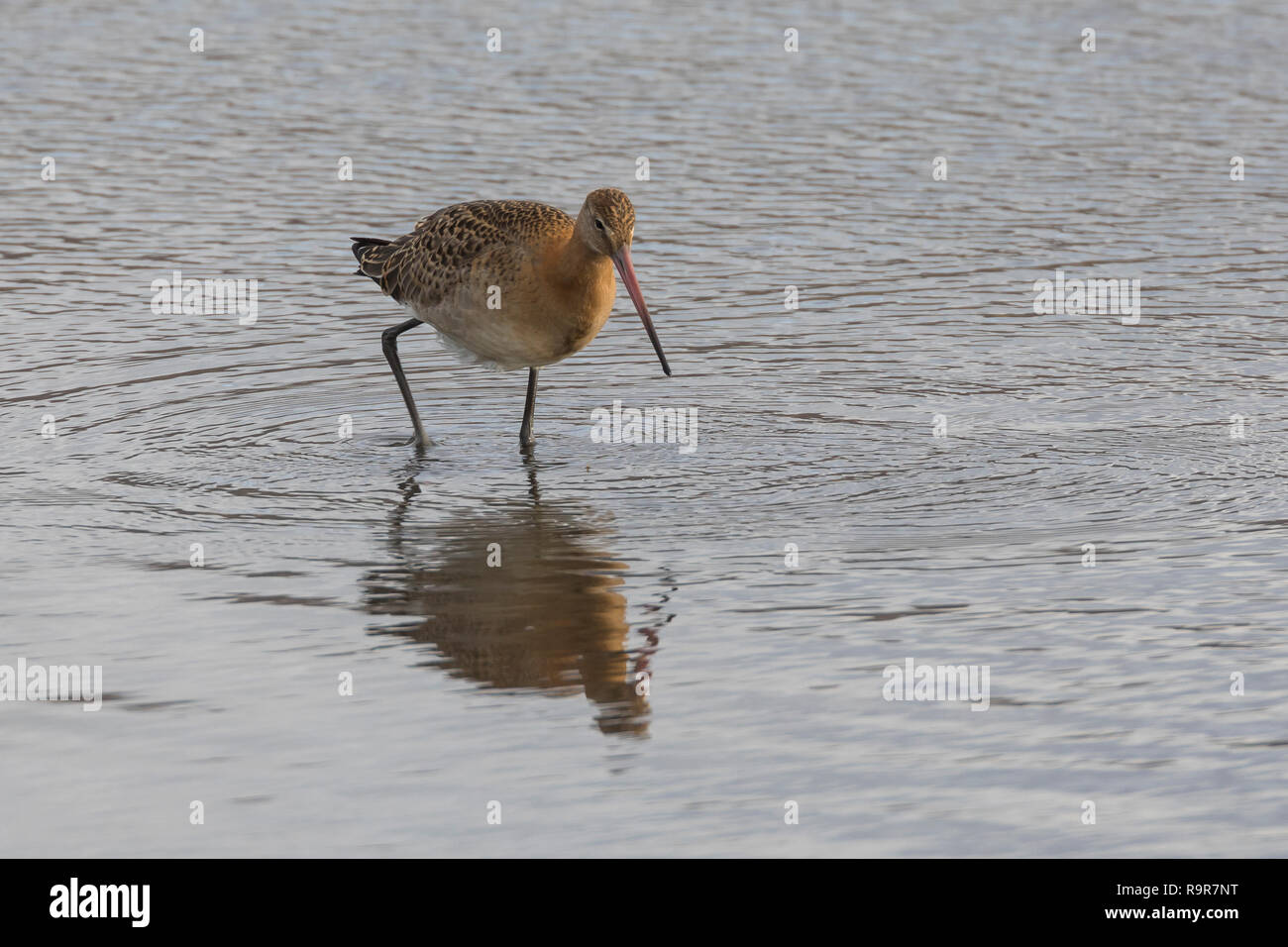 Pfuhlschnepfe, Pfuhl-Schnepfe, Schnepfe, Pfuhlschnepfen, Limosa lapponica, Bar-tailed godwit, La Barge Rousse Stockfoto
