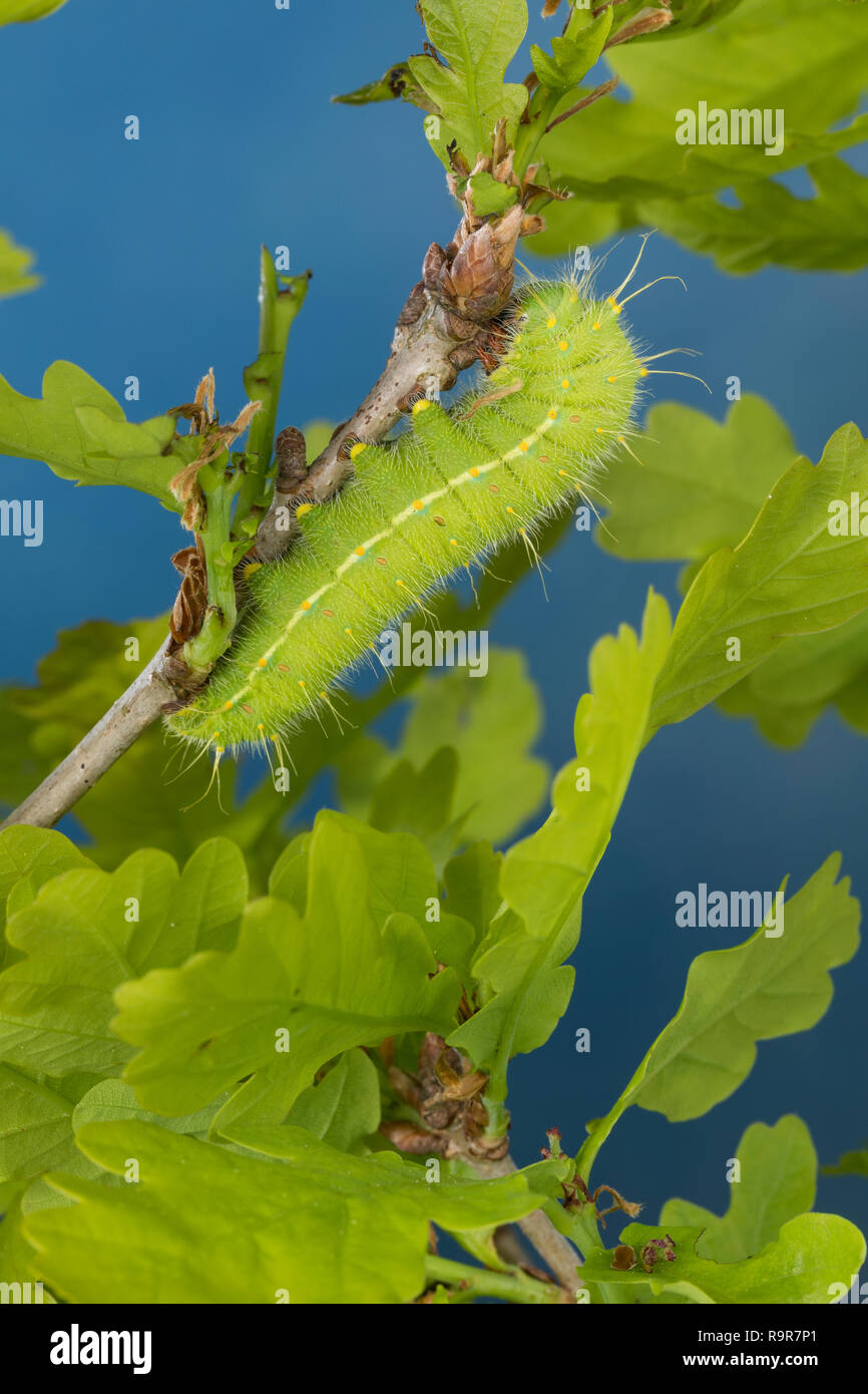 Perisomena caecigena, Raupe frisst, Perisomena caecigena eine Eiche, Saturnia, Perisomena caecigena parviocellata, Herbst Kaiser Motte, Caterpillar, PFA Stockfoto