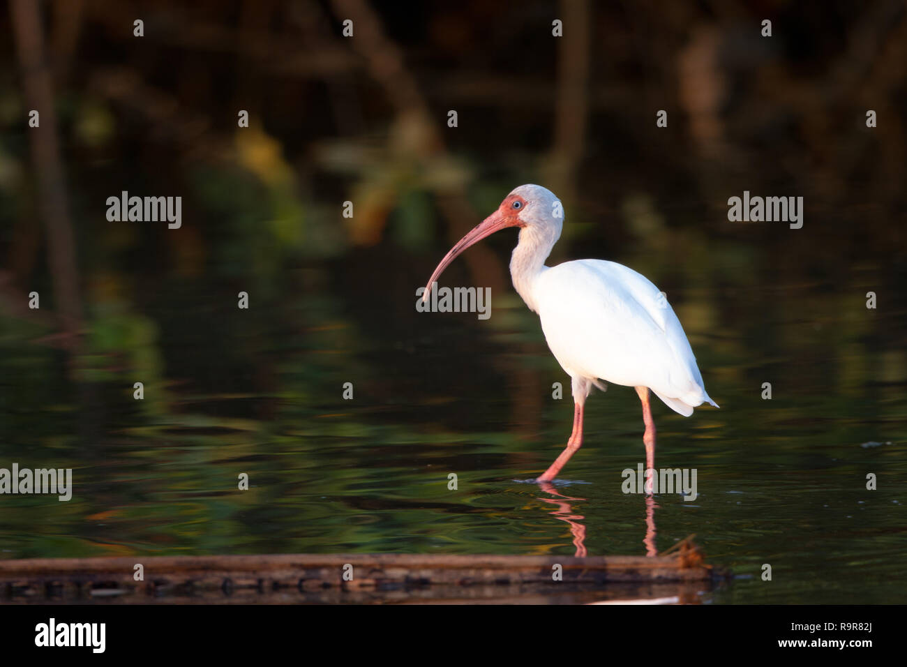 Weißer Ibis (Eudocimus Albus) Stockfoto Weißer Ibis (Eudocimus Albus) Stockfoto