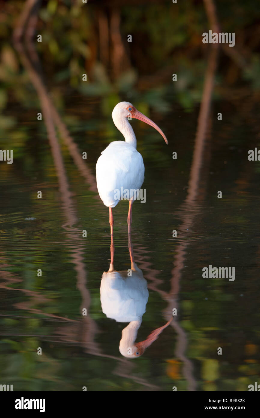 Weißer Ibis (Eudocimus Albus) Stockfoto Weißer Ibis (Eudocimus Albus) Stockfoto