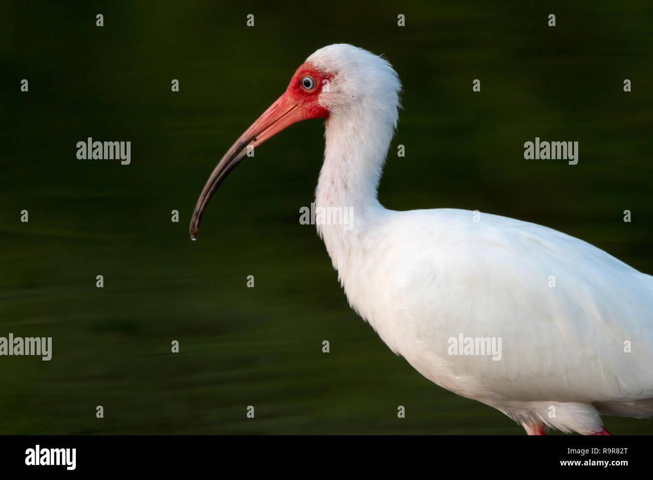 Weißer Ibis (Eudocimus Albus) Stockfoto Weißer Ibis (Eudocimus Albus) Stockfoto