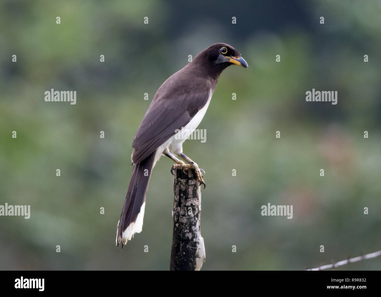 Braun Jay (Psilorhinus Morio) Stockfoto Braun Jay (Psilorhinus Morio) Stockfoto