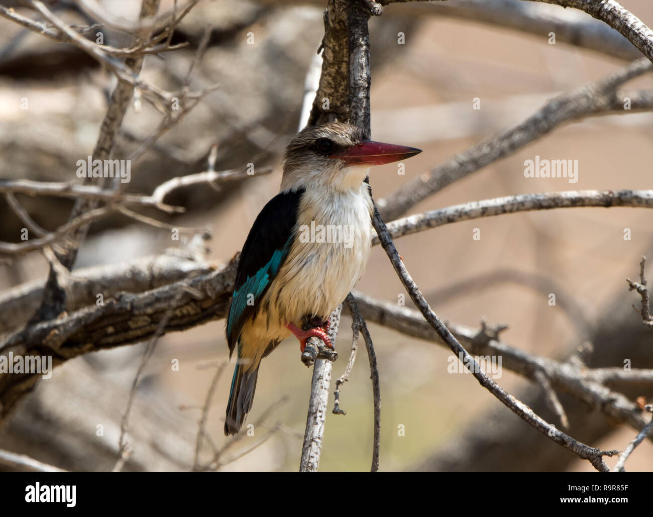 Braun mit Kapuze Kingfisher (Halcyon Albiventris) Stockfoto