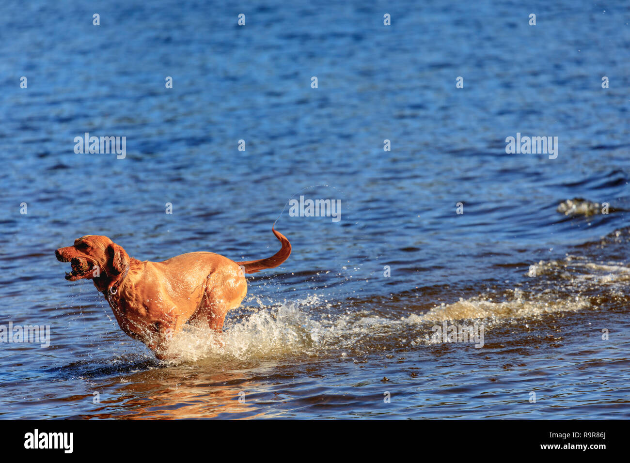Labrador in der nähe von wasser Fotos und Bildmaterial in hoher
