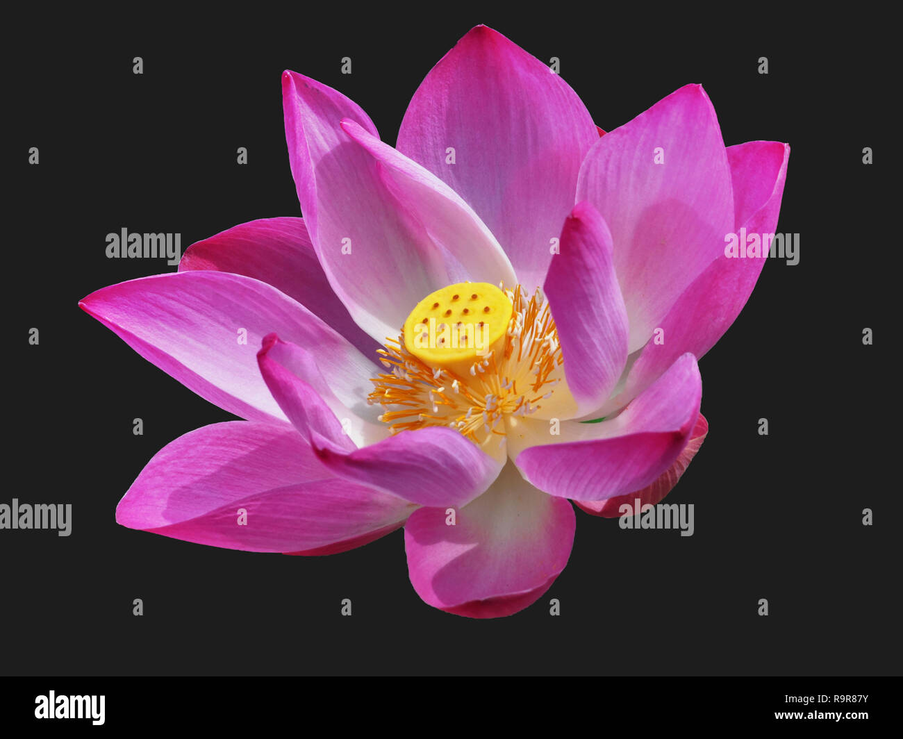 Schöne isoliert Lotus Blume in voller Blüte Stockfoto