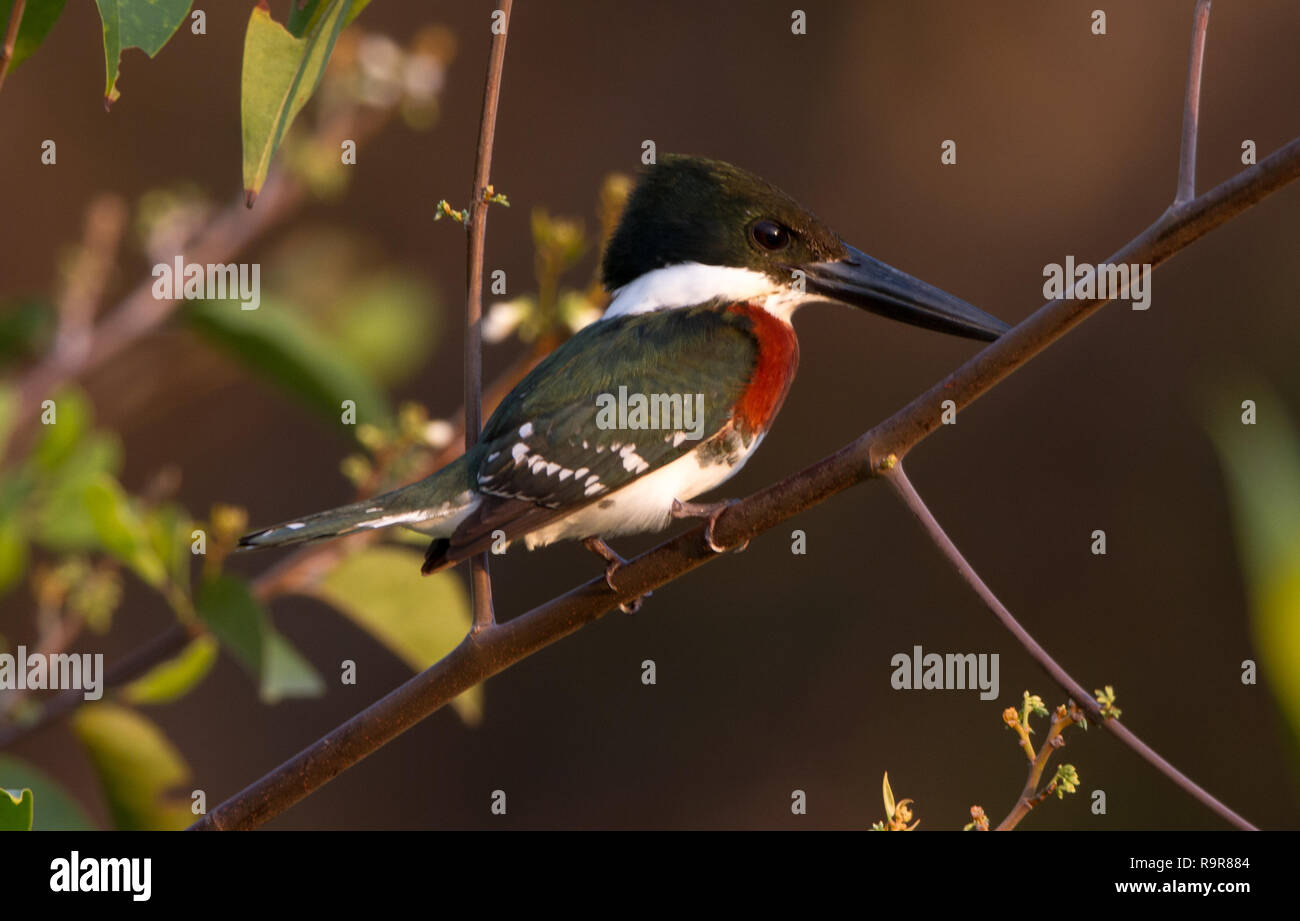 Green Kingfisher (Chloroceryle americana) Stockfoto