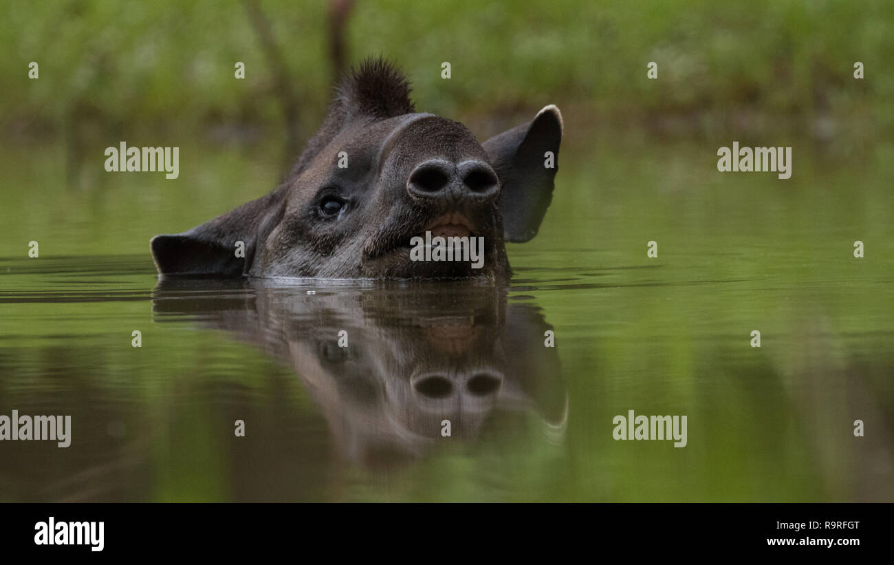 Tapir im Pantanal Stockfoto