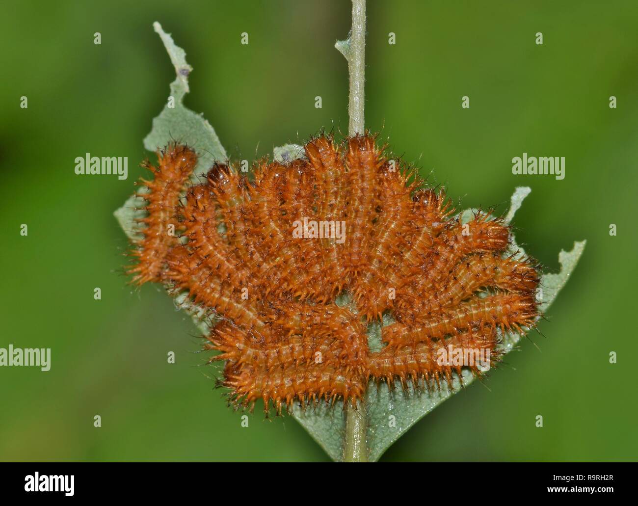 Early instar Raupen des io-Arten (Automeris io) auf einer Hälfte versammelt - gegessen. Stockfoto