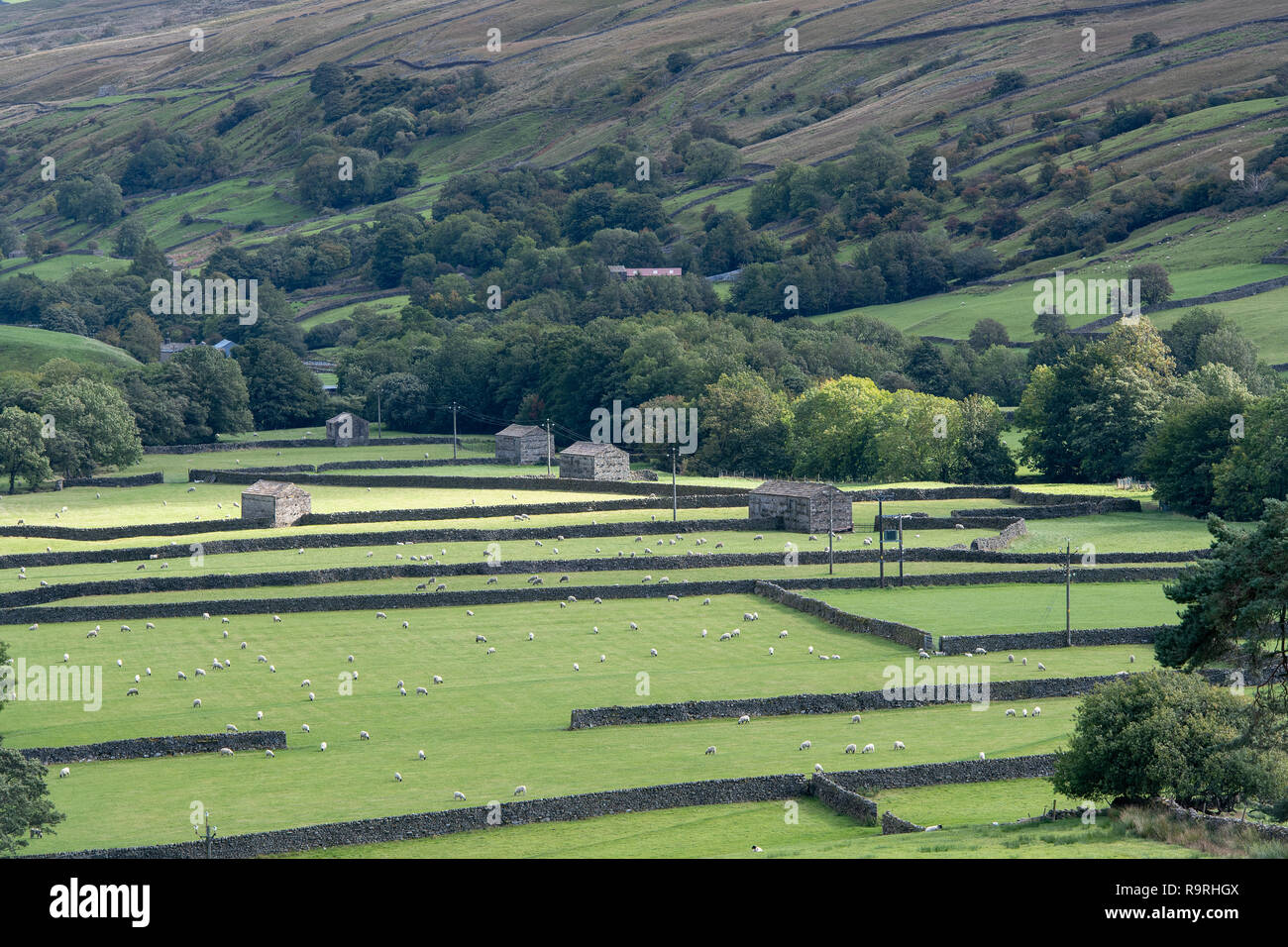 Traditionelle Feld Scheunen und Trockenmauern im Tal unten an Thwaite in Swaledale, North Yorkshire, UK. Stockfoto