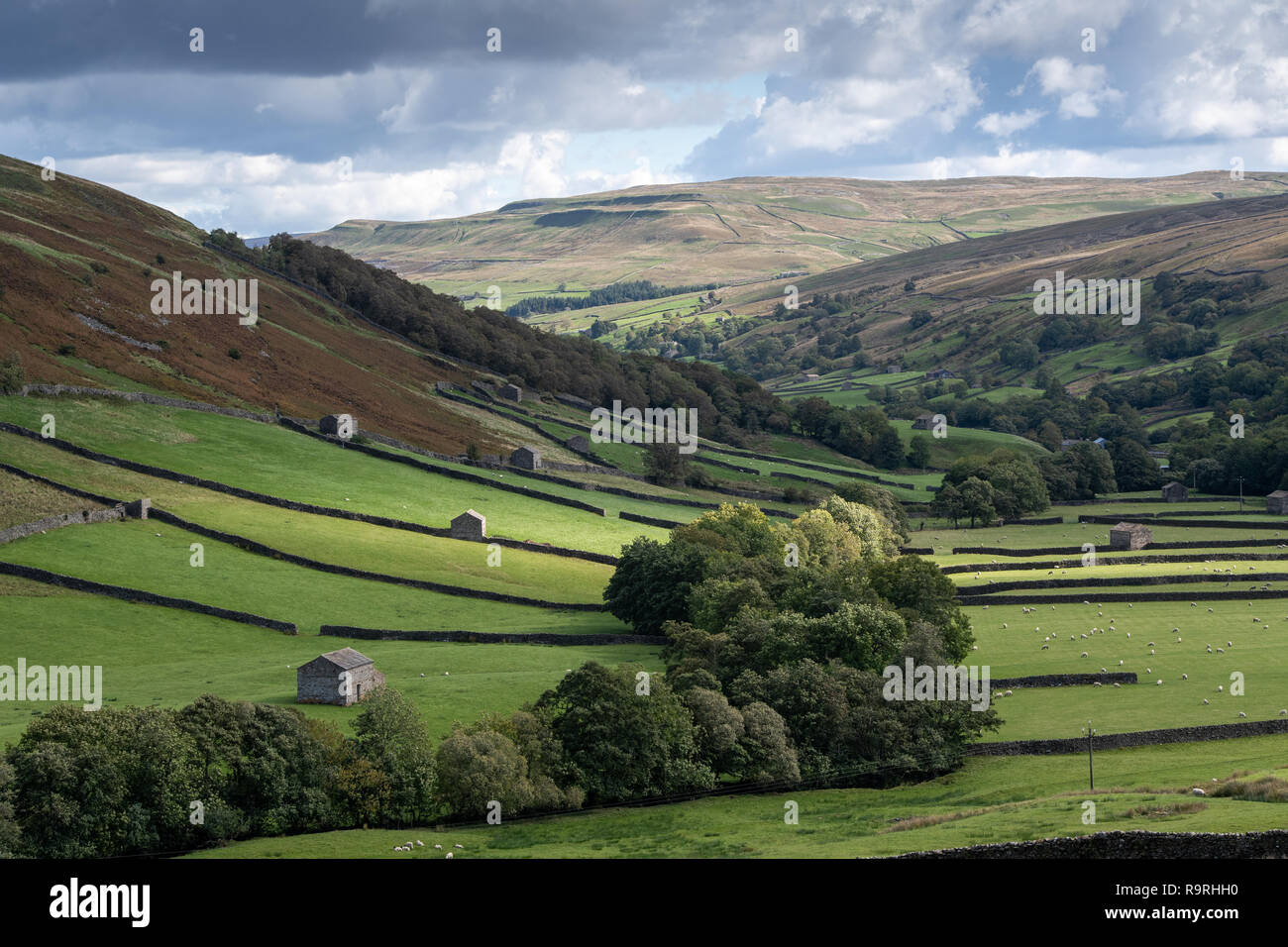 Traditionelle Feld Scheunen und Trockenmauern im Tal unten an Thwaite in Swaledale, North Yorkshire, UK. Stockfoto