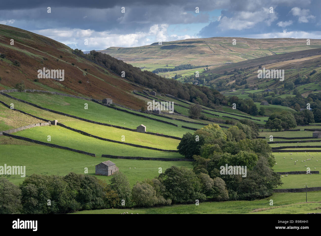 Traditionelle Feld Scheunen und Trockenmauern im Tal unten an Thwaite in Swaledale, North Yorkshire, UK. Stockfoto