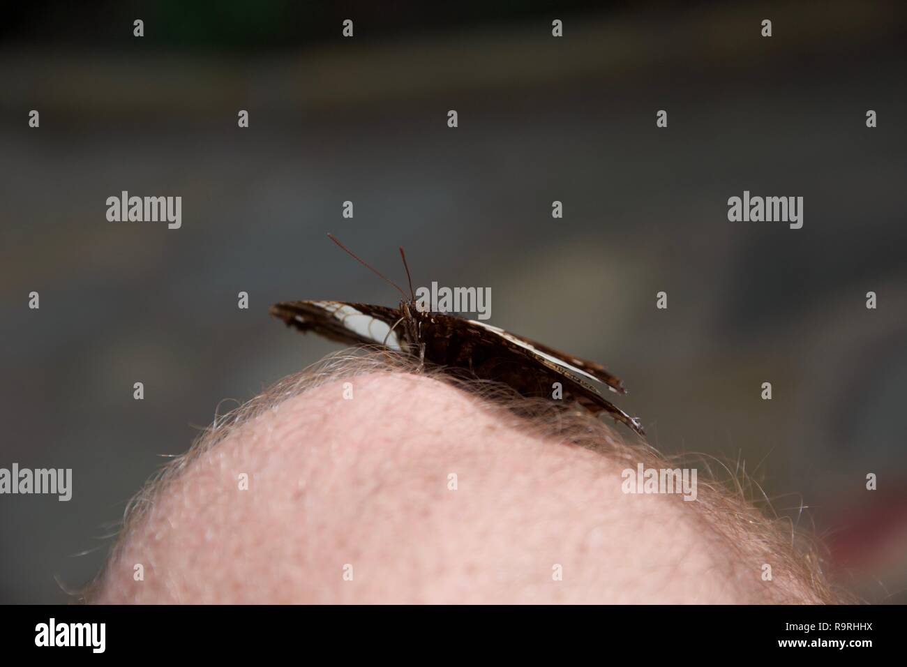 Ein brauner und weißer Schmetterling öffnet seine Flügel und Flach gegen behaart Knie des Fotografen. Stockfoto
