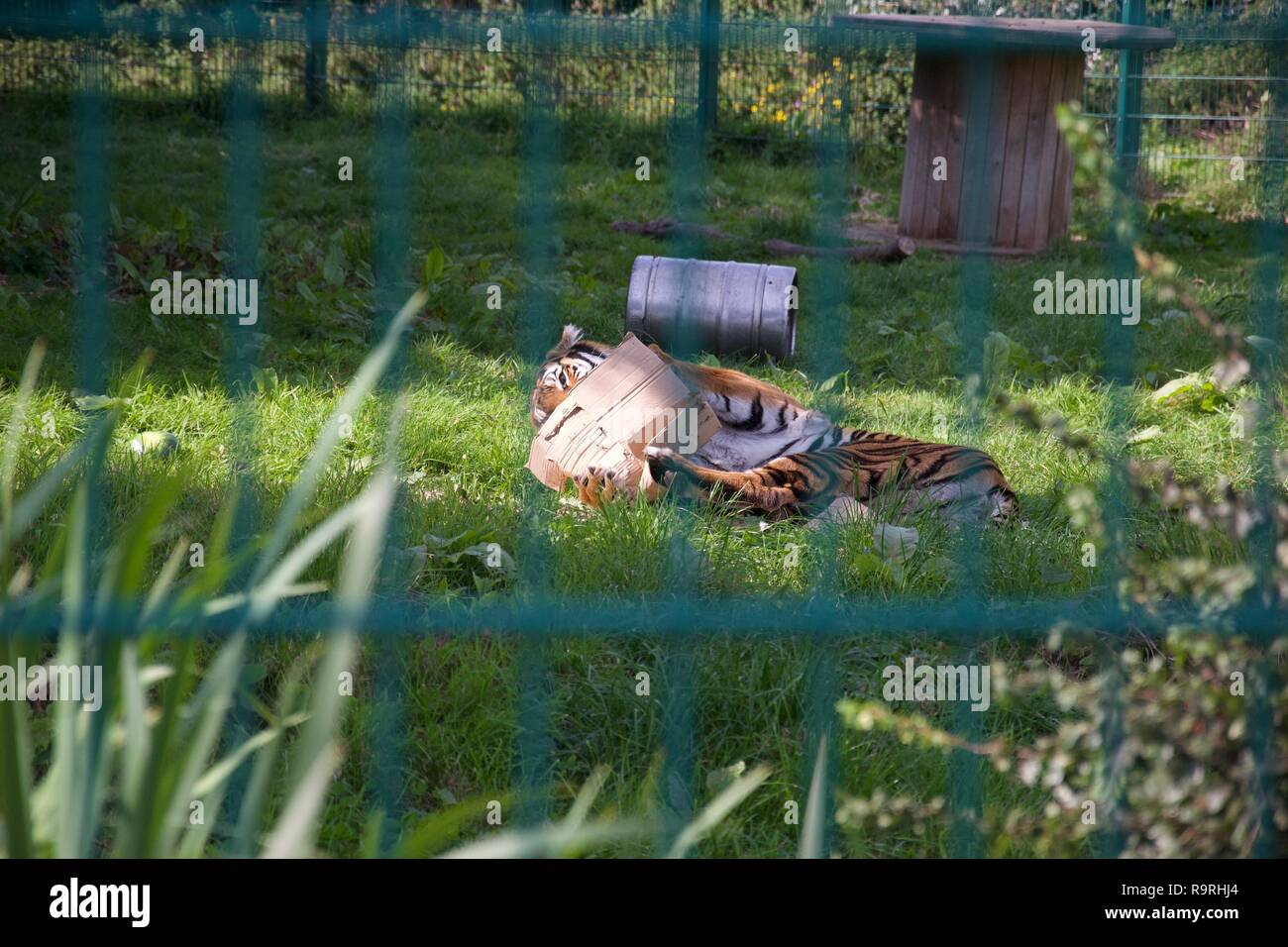 Ein Tiger in einem Gehäuse spielt mit einem Karton wie eine große Katze, rollen auf dem Boden; durch die Bars der Gehäuse geschossen Stockfoto