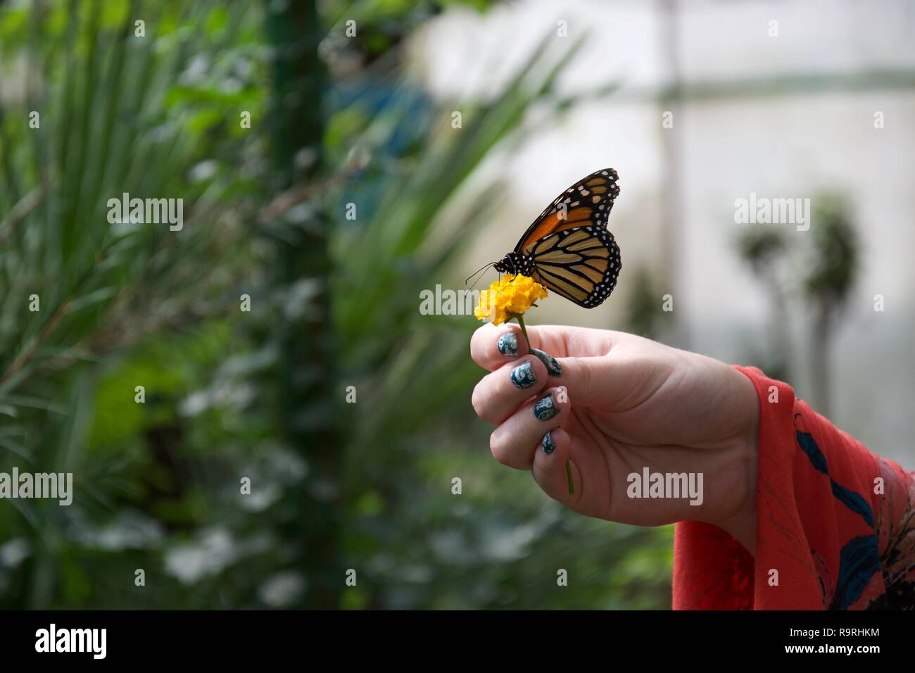 Eine Dame mit lackierten Nägeln hält eine kleine gelbe Blume mit einer Orange, Gelb, Schwarz und Weiß Schmetterling thront auf es mit geschlossenen Flügeln Stockfoto