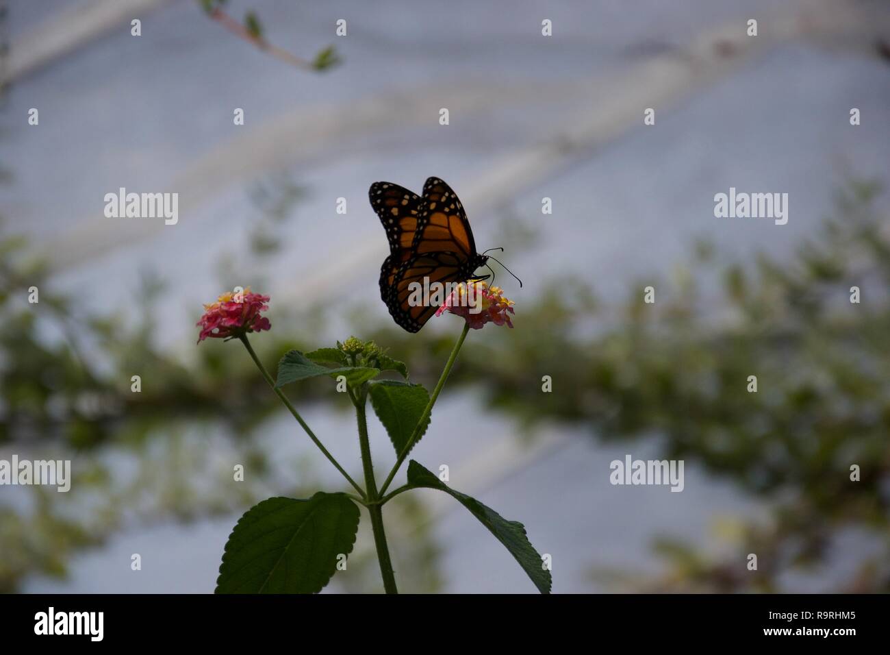 Eine Silhouette einer Orange und Schwarz butterfly sipping von einer kleinen Blume, die es auf der Sitzung Stockfoto